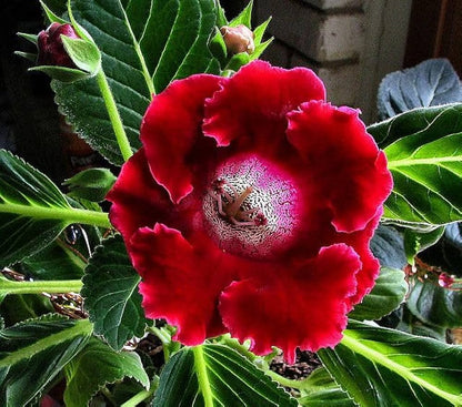 Red Gloxinia flower seeds