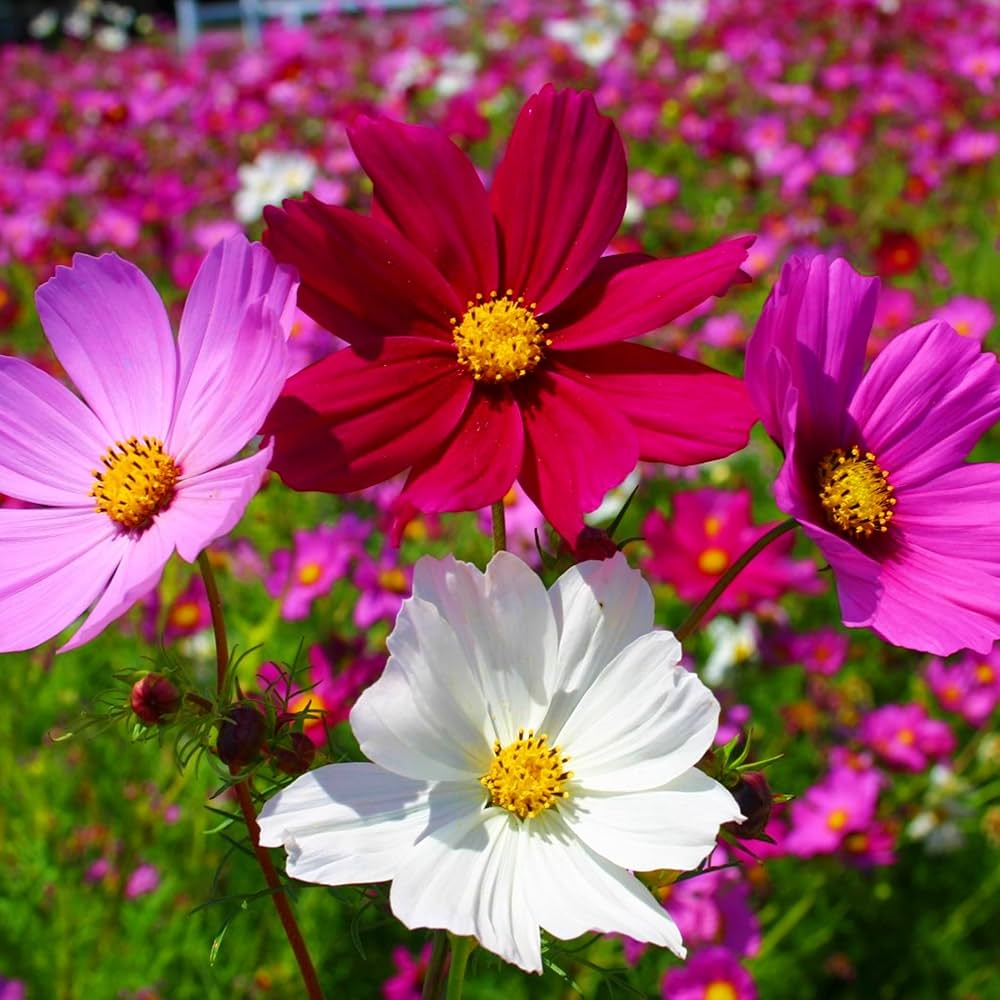 Sixfold flower seeds