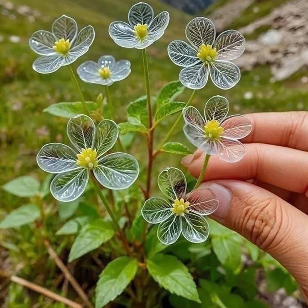 Astilboides Tabularis Skeleton plant