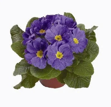 Light Blue flower seeds