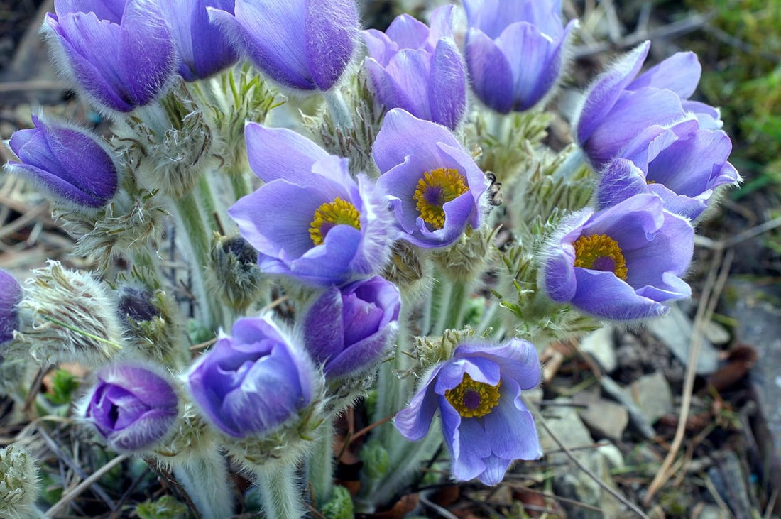 Sky Blue flower seeds