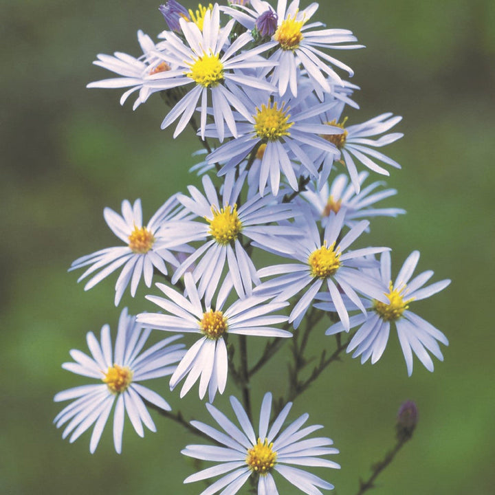 Sky Blue flower seeds
