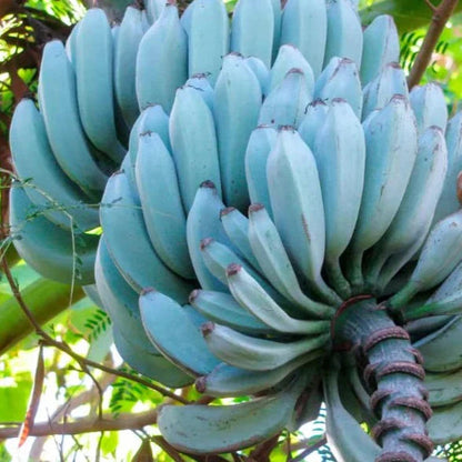 sky blue banana seeds