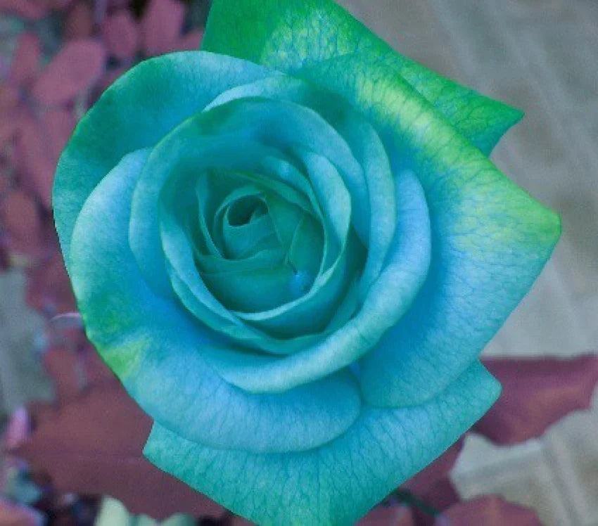 Sky Blue flower seeds