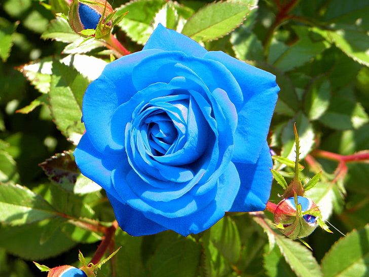 Sky Blue flower seeds