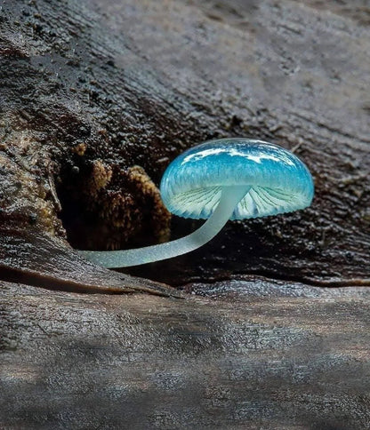 Blue Mushroom Seeds