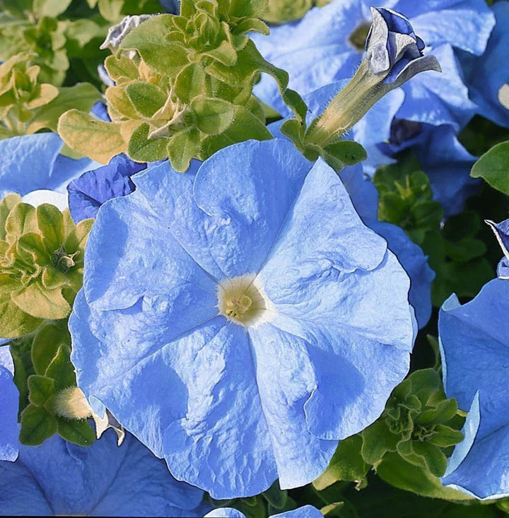 Sky Blue flower seeds