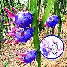 Sky Blue Pitaya fruit seeds for planting and growing dragon fruit