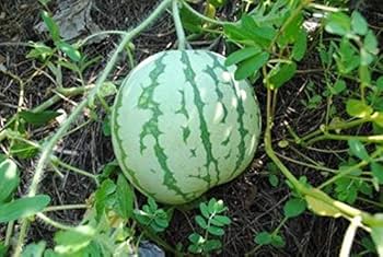Dixie Queen Watermelon Fruit Seeds for Planting – Heirloom Non-GMO Garden Seeds