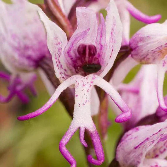 Slipper Orchid flower seeds