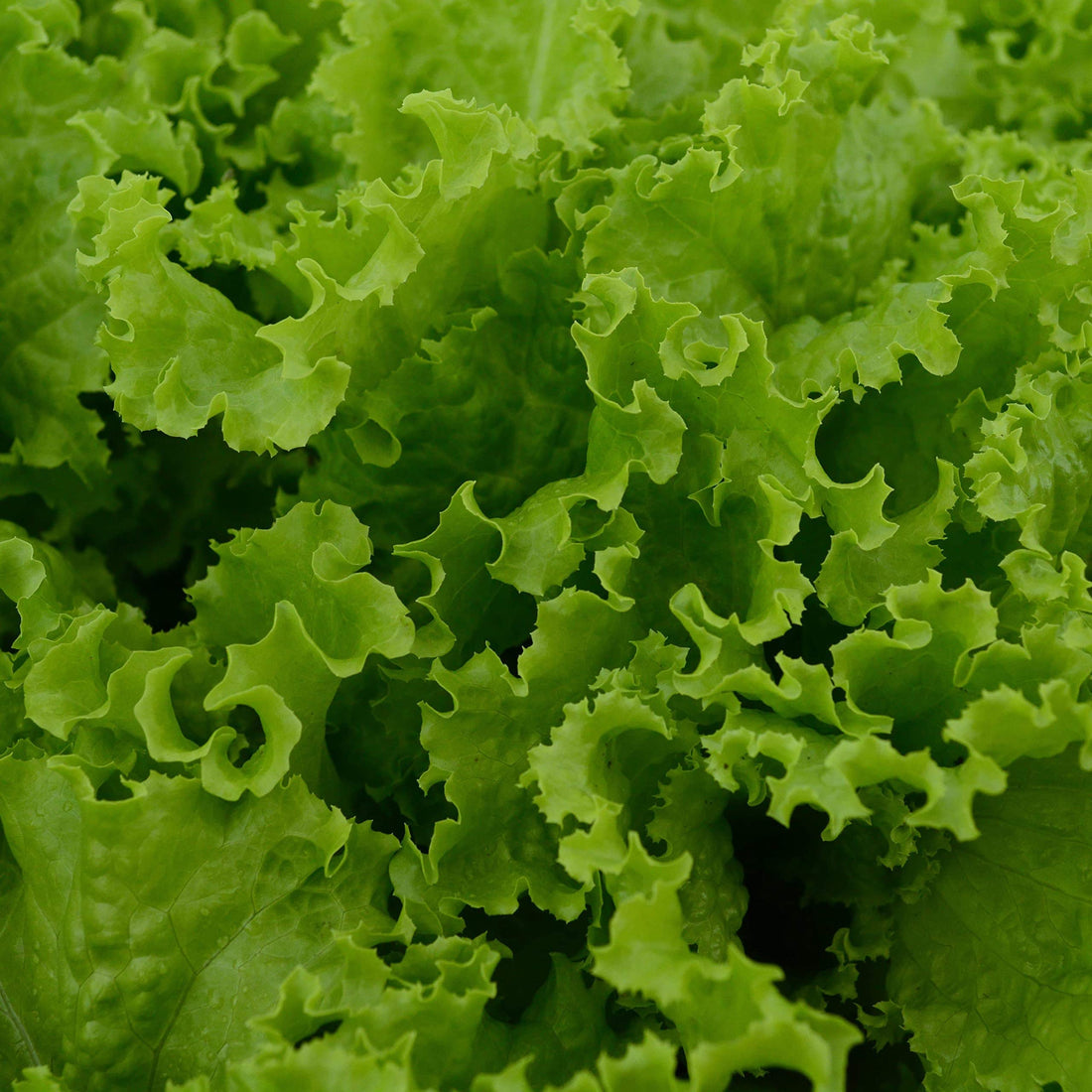 Slobolt Lettuce Seeds