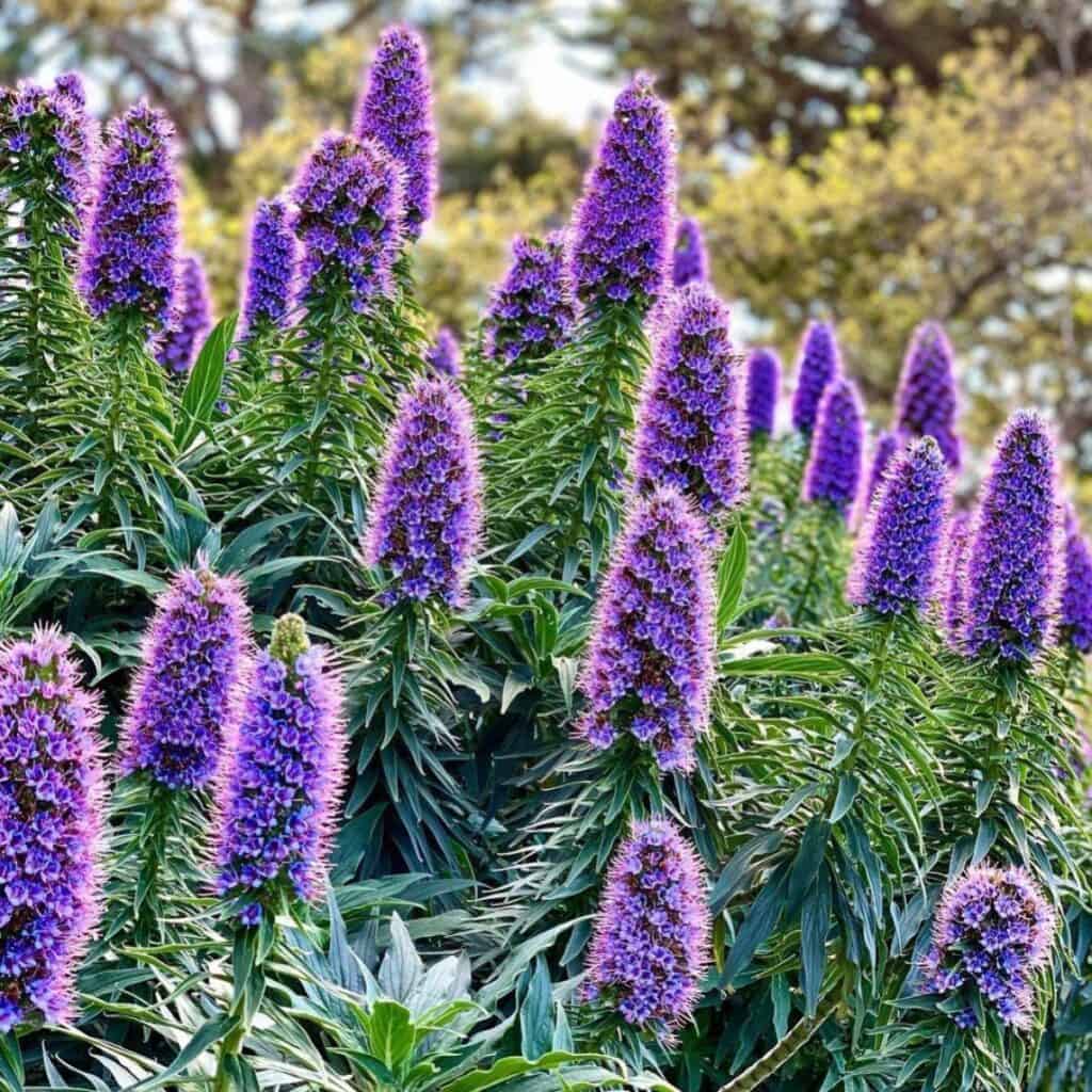 Purple Madeira flower seeds