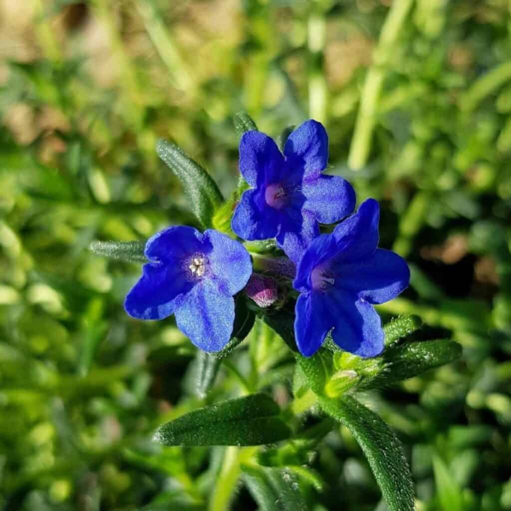 Lithodora flower seeds