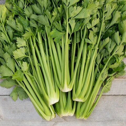 Smallage celery plants growing with green aromatic leaves in a home garden