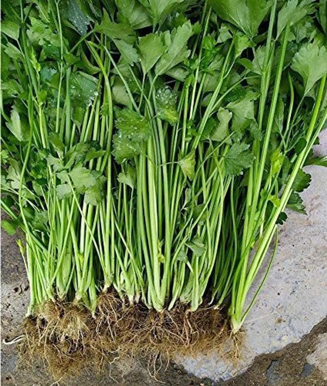 Smallage celery plants growing with green aromatic leaves in a home garden