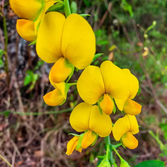 Yellow Smooth flower seeds