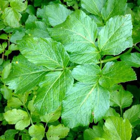 Alexanders Herb Plant