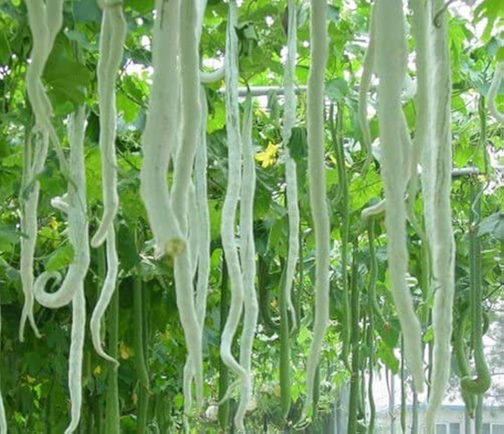 Snake Gourd Seeds for Planting – Green Snake Gourd Vegetable Growing on Garden Vine