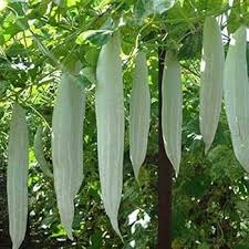 Snake Gourd Seeds for Planting – Green Snake Gourd Vegetable Growing on Garden Vine