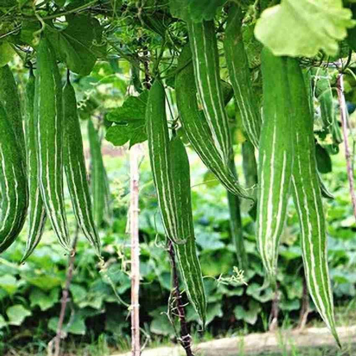 Snake Gourd Seeds for Planting – Green Snake Gourd Growing on Garden Vine