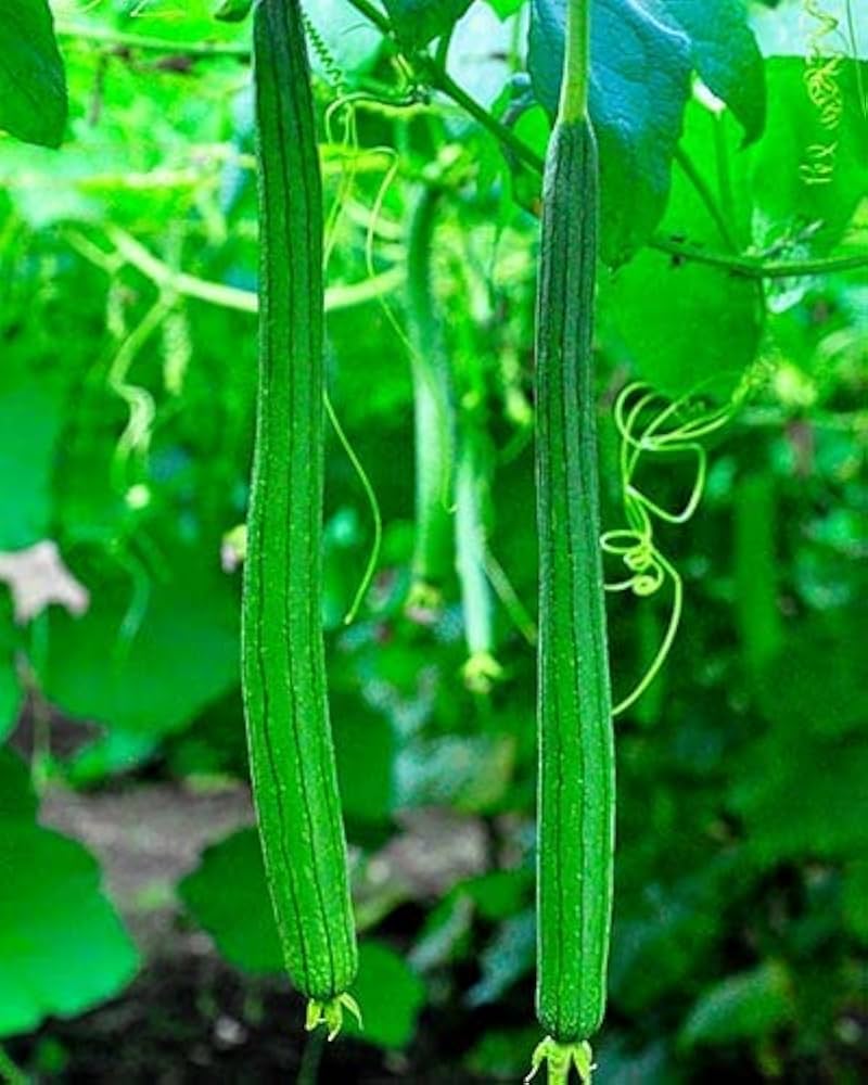 Snake gourd vegetable seeds for planting and growing in home gardens