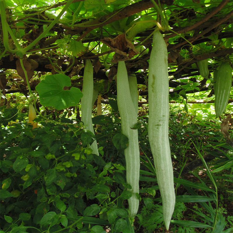 Snake gourd vegetable seeds for planting and growing in home gardens