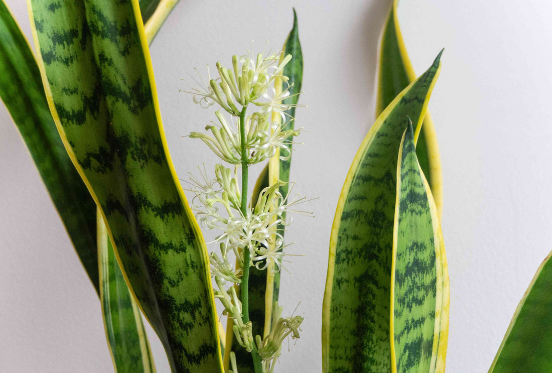 Sansevieria flower seeds
