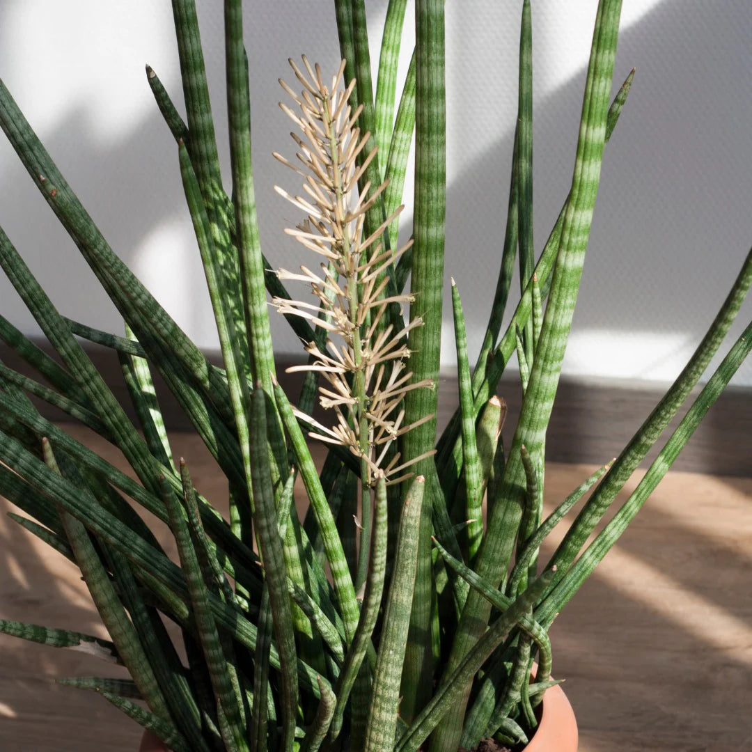 Sansevieria flower seeds