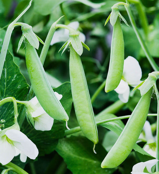 Snap Pea Seeds