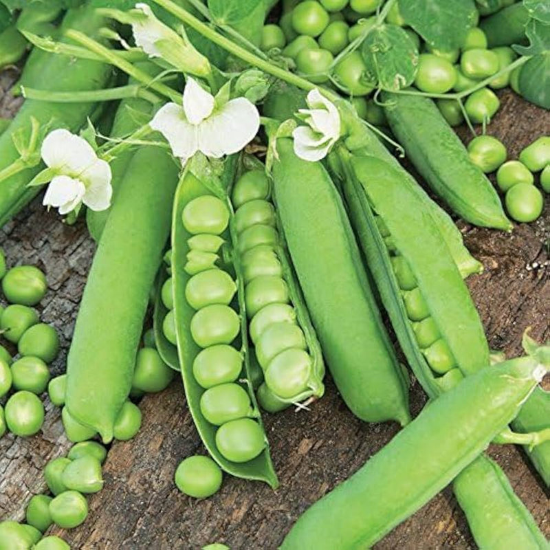 Snap Pea Seeds for Planting – Heirloom Non-GMO Garden Seeds