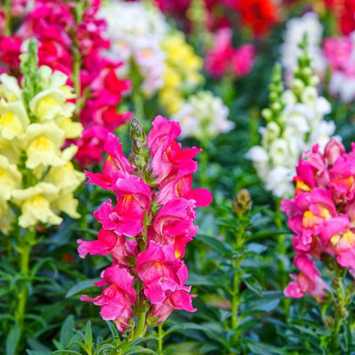 Corona Mix Snapdragon Flower Seeds for Planting – Heirloom Non-GMO Garden Seeds