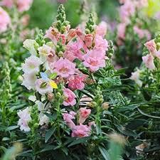 Snapdragons Growing in Cottage Garden Border