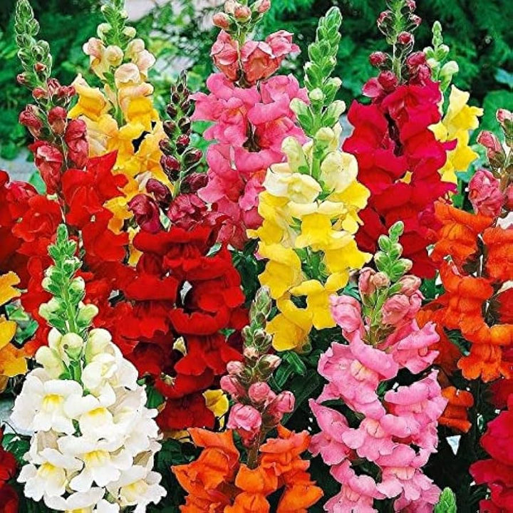 Snapdragon flower seeds