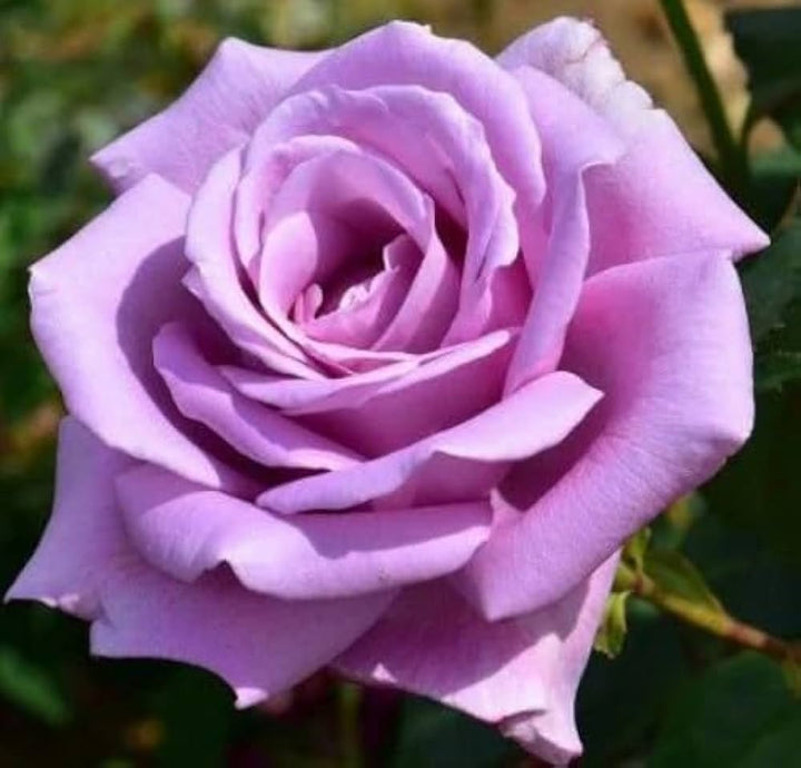 Light Lavender flower seeds