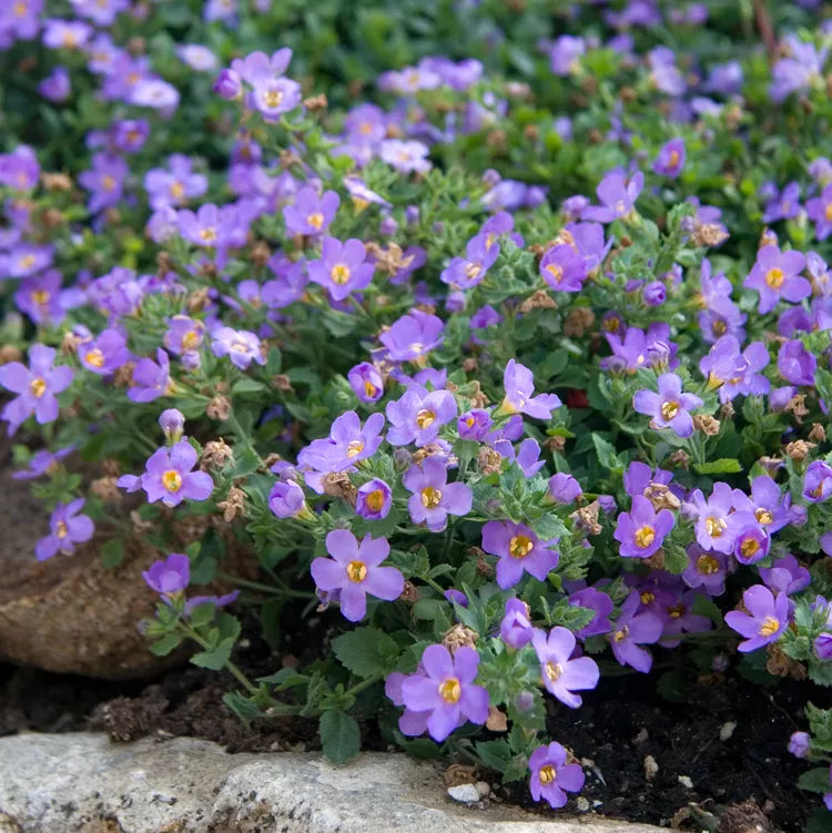 Purple Bacopa flower seeds