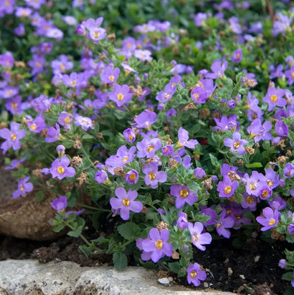 Purple Bacopa flower seeds
