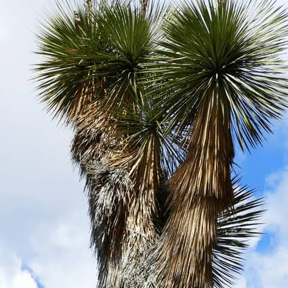 Soaptree Yucca Desert Plant