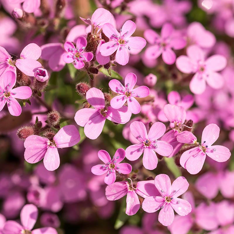 Saponaria flower seeds