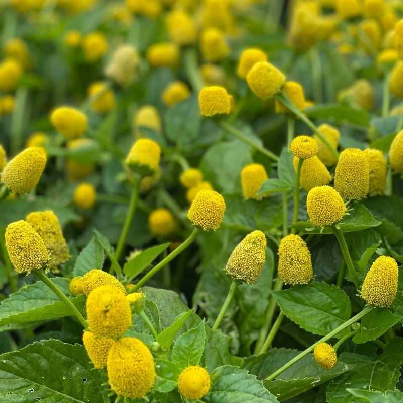 Yellow Spilanthes flower seeds
