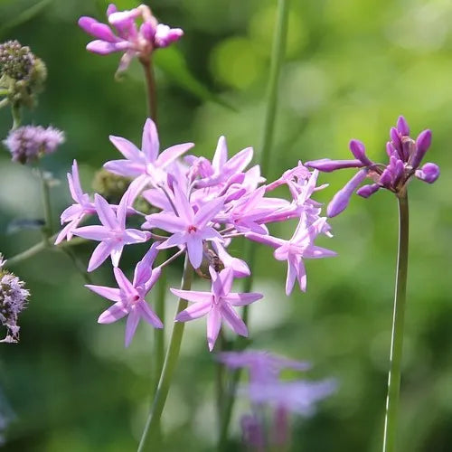 Tulbaghia flower seeds