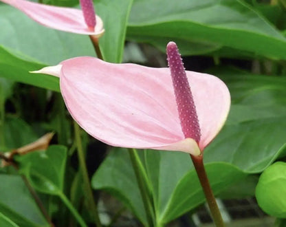 Pale Pink flower seeds