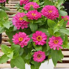 Soft Pink Calendula Flowers with Green Foliage