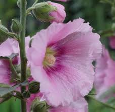 Tall Hollyhock Flower Spikes with Pink Blooms
