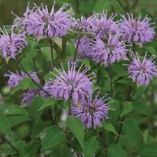 Lavender Bee Balm Flowers Attracting Pollinators