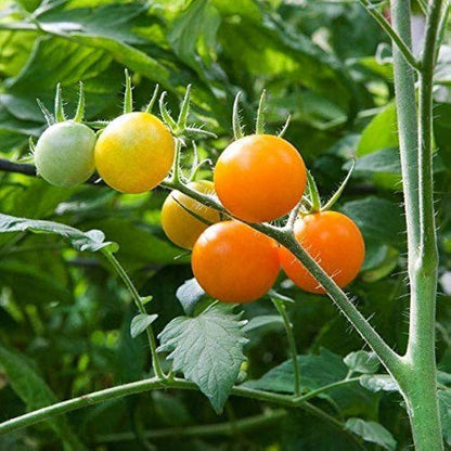Lemon Boy Tomato Vegetable Seeds for Planting – Heirloom Non-GMO Garden Seeds