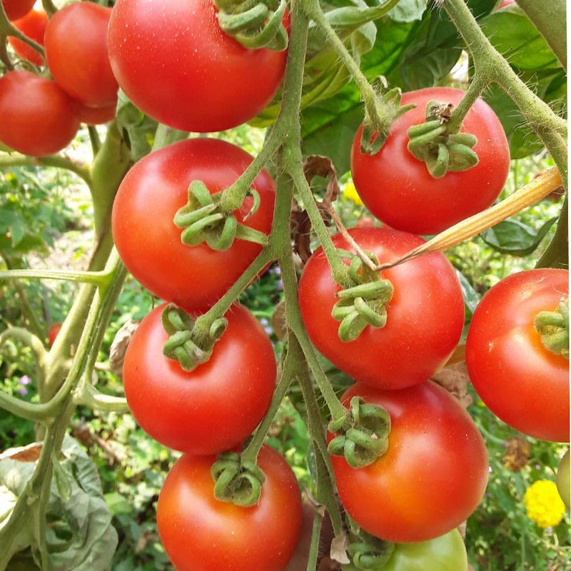 Independence Day Tomato Vegetable Seeds for Planting – Heirloom Non-GMO Garden Seeds