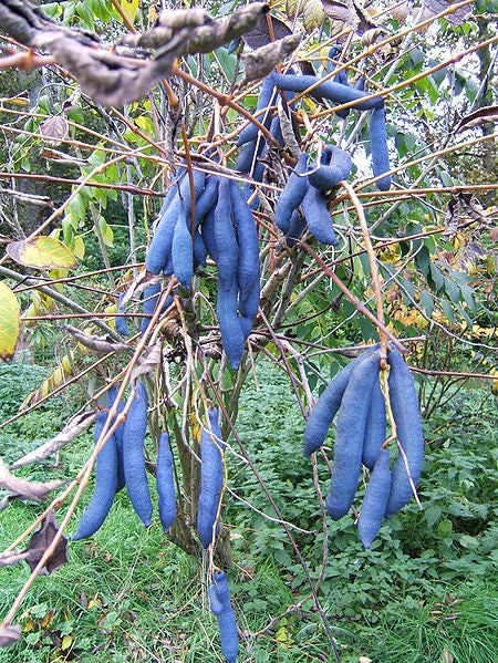 Blue Sausage Fruit Solanum sambucifolium Seeds for Planting – Heirloom Non-GMO Garden Seeds