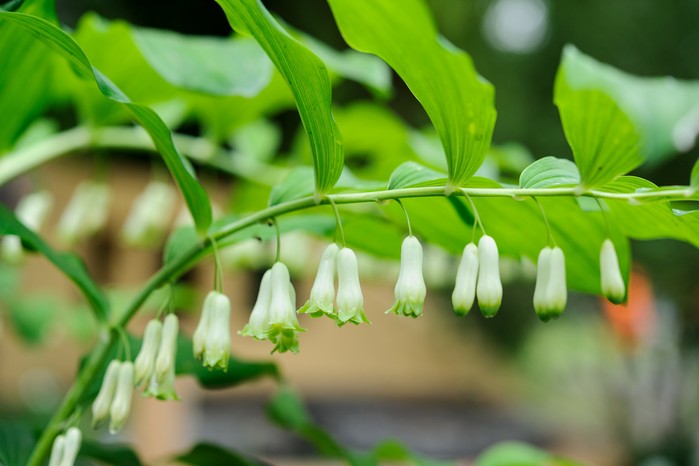 Solomon'S Seal flower seeds