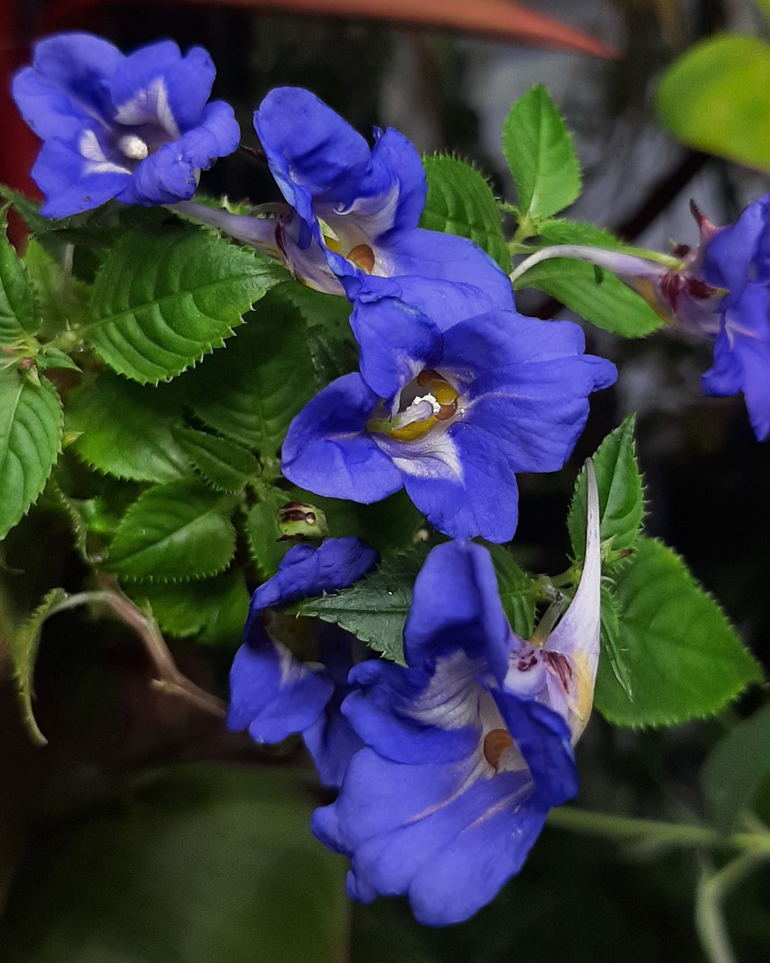 Blue Impatiens flower seeds