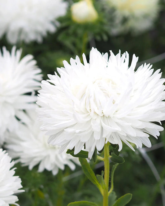 White Callistephus flower seeds